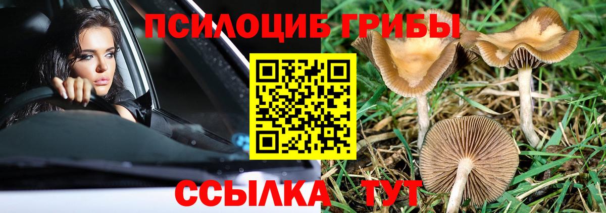 Ступино  Галлюциногенные грибы Psilocybe  купить закладку  Вход с VPN  Псилоцибиновые грибы мухоморы 