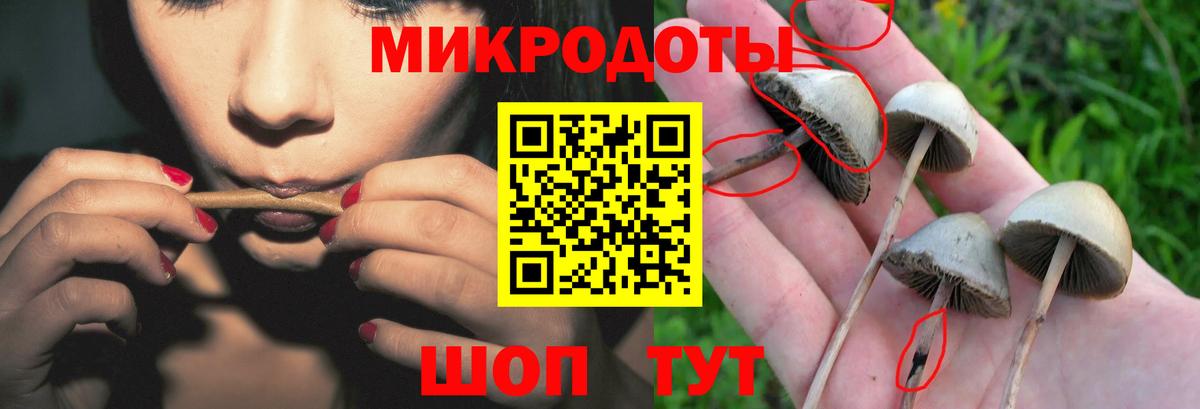 Галлюциногенные грибы Psilocybine cubensis Ступино